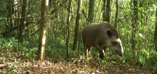 Un estudio de investigadores de CONICET comprobó que las plantaciones de pinos están modificando la diversidad y composición de la fauna en Misiones