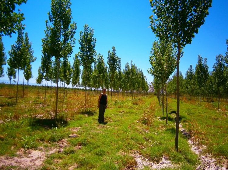 Seguro Verde, la base de financiamiento del Gobierno Nacional para garantizar la prórroga del sistema de promoción forestal 2019-2030