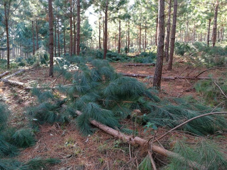 Sobreoferta de madera: “La solución para salir de este escenario es compleja, se necesitan inversiones de nuevas industrias en el mercado forestal de la región”