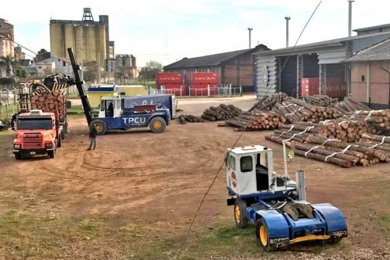 Desde Entre Ríos saldrían las primeras exportaciones de rollos de madera de pino con destino a China