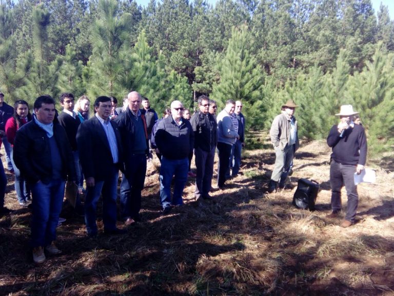 En Corrientes la actividad foresto-industrial cayó 7,2 % de marzo a agosto 