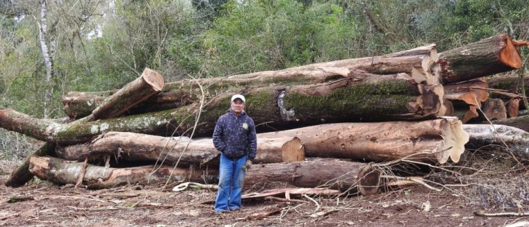 San Vicente: la Comunidad Mbya Guaraní Arroyo 9 denunció ante la justicia apeo ilegal de bosque nativo en su territorio