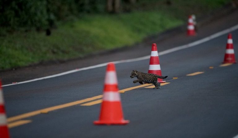 Foz do Iguaçu: Sensacionales fotos del registro de tres nuevos cachorros de yaguaretés fueron captadas en el acceso del Parque Nacional do Iguaçu