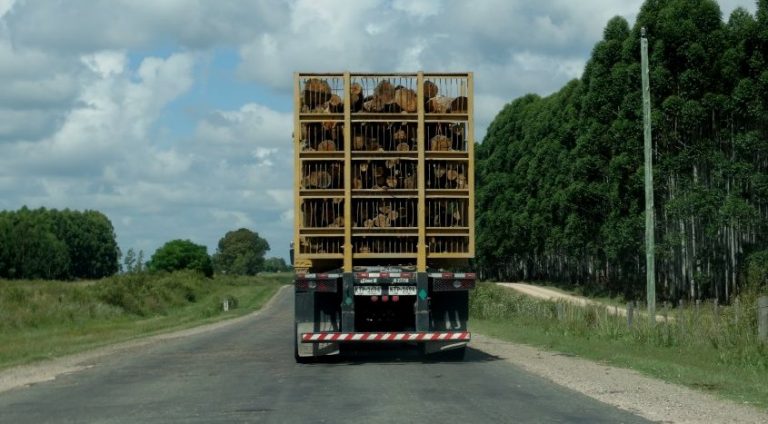 En Uruguay, la celulosa lleva a la forestación hacia el liderazgo en las exportaciones del país