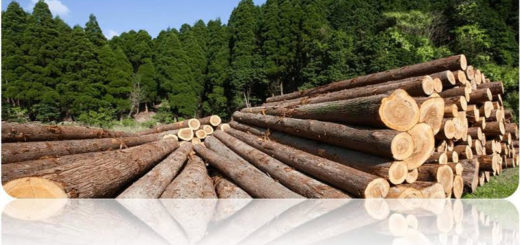 Más de tres mil productores y 7 mil Pymes madereras dependen del sistema de promoción forestal argentino