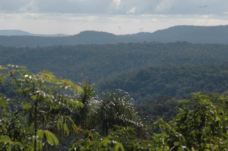 Posadas será sede del encuentro internacional de investigadores forestales de la Red IUFRO