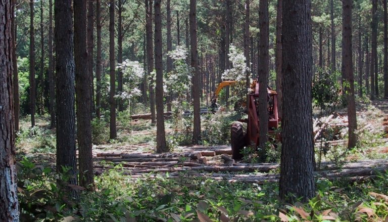 Gobierno Nacional lanzó en la Feria Forestal Argentina contenido audiovisual para dar a conocer los beneficios de los Bosques Cultivados