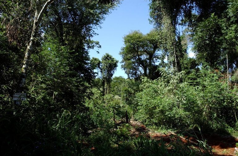 Bosques Nativos: Nación publicó en el boletín oficial la autorización de fondos por 570 millones de pesos asignados para la Ley 26.331 en 2018