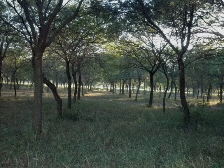 Chaco: preocupa la situación de pequeños productores forestales por la deuda de la Ley 25.080