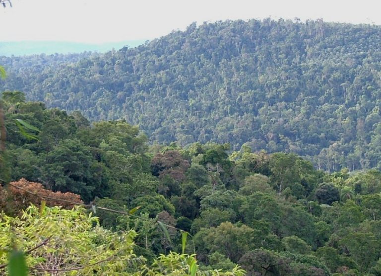 Ley de bosques: el presupuesto 2019 solo contempla el pago de un 6,5% de lo que establece la normativa