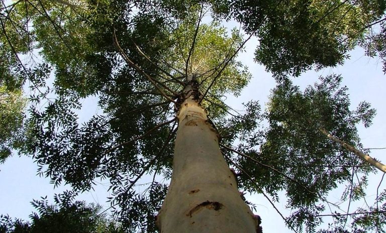 Los propietarios de terrenos forestales, los grandes olvidados en los mercados de carbono