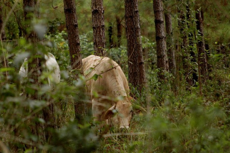 Entre Corrientes y Misiones se estima una deuda pendiente de pago de planes forestales por 385 millones de pesos