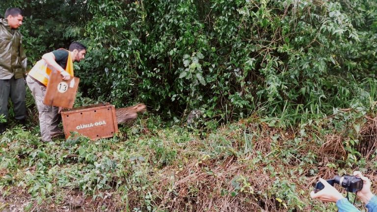Ocelote vuelve al monte: a 15 días de su atropellamiento en la Ruta 211, volvió sano a su hábitat gracias a un gran trabajo de rehabilitación
