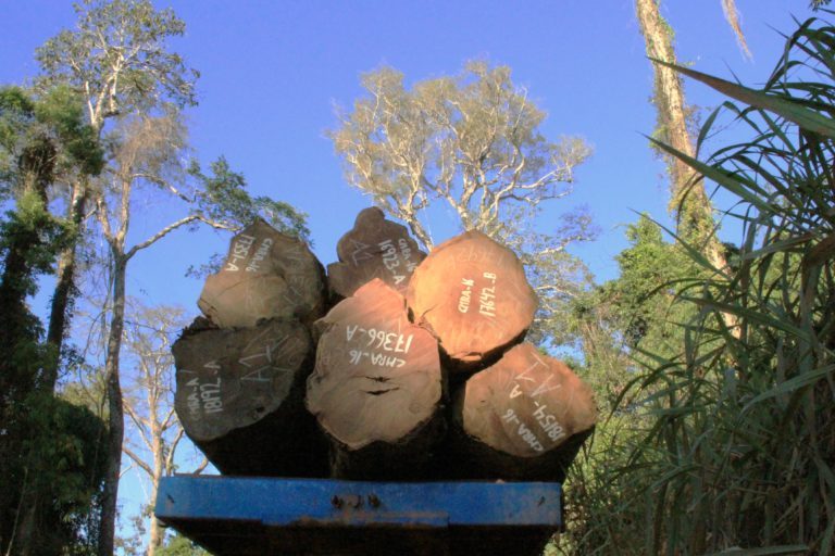 #MaderaSucia: Informe periodístico sobre el negocio ilegal de madera en países de América Latina genera polémica