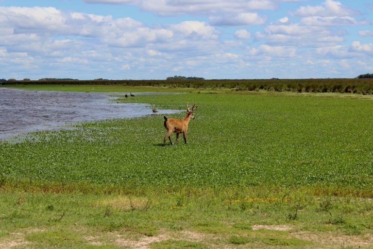 Nuevo Parque Nacional en Buenos Aires: se creó «Ciervo de los Pantanos»