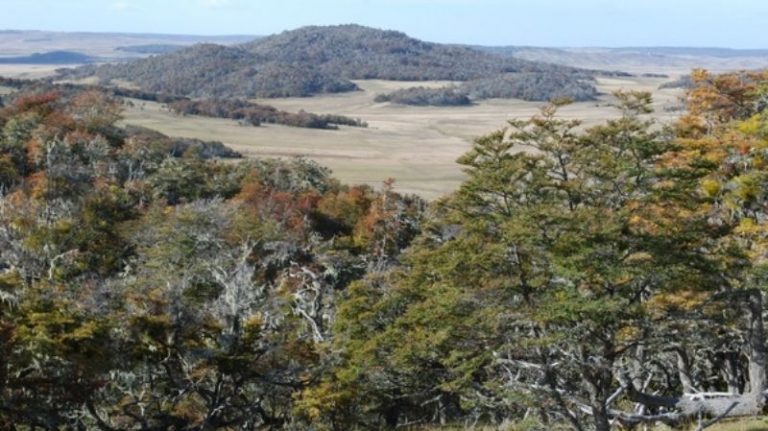 Gobierno de Tierra del Fuego financiará proyectos de conservación de Bosque Nativo