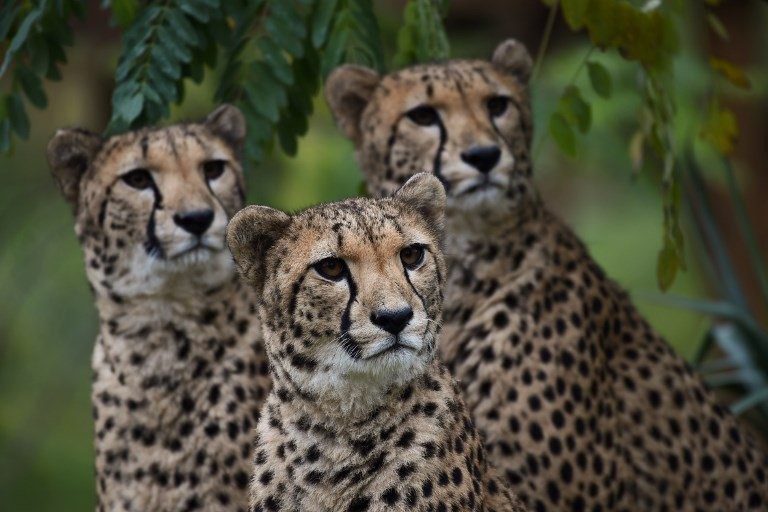 WWF afirma que la Tierra perdió 60% de sus animales salvajes en 44 años
