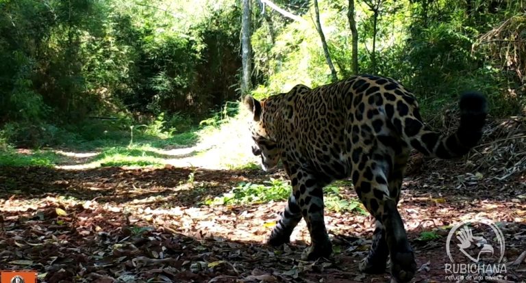 Reservas Privadas: Promueven el compromiso con la biodiversidad a través de la participación de la comunidad en la selección del nombre de una hembra yaguareté
