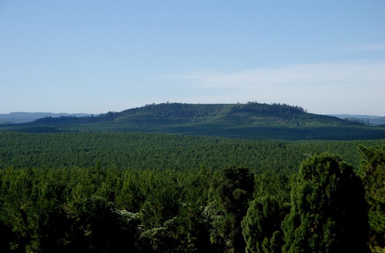 ForestAr 2030: gobierno nacional abrió nuevo espacio para el diseño de un plan estratégico para el sector foresto-industrial