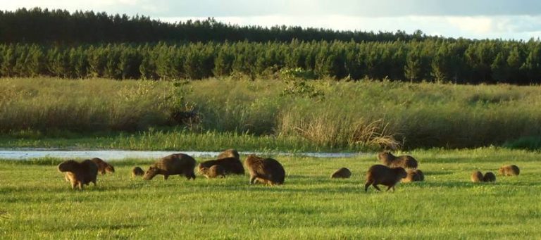 Para la Federación Argentina de Ingeniería Forestal, la vinculación de la pandemia del COVID-19 con desequilibrios ambientales como la deforestación “obligará a cambios necesarios para el desarrollo global y local”