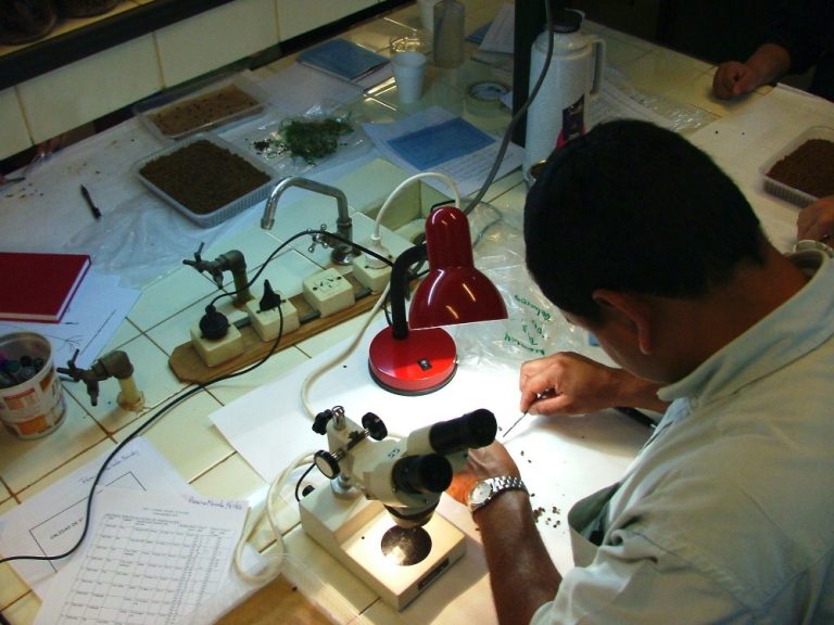 Red Argentina de Ciencia y Tecnología Forestal: Una iniciativa gestada para fortalecer el desarrollo forestal sostenible