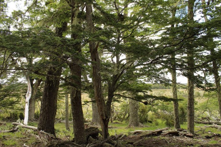 Sustentabilidad forestal en Tierra del Fuego: bosques de Lenga y su regeneración natural