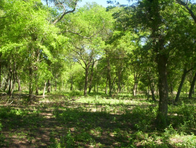 Santa Fe: asignaron $30 millones al aprovechamiento sustentable de bosques nativos
