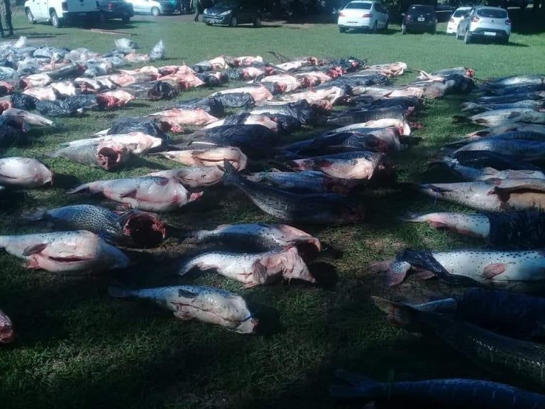 Depredación en plena veda: Incautaron en Corrientes un camión con 6 mil kilos de surubí que iba con destino a Posadas