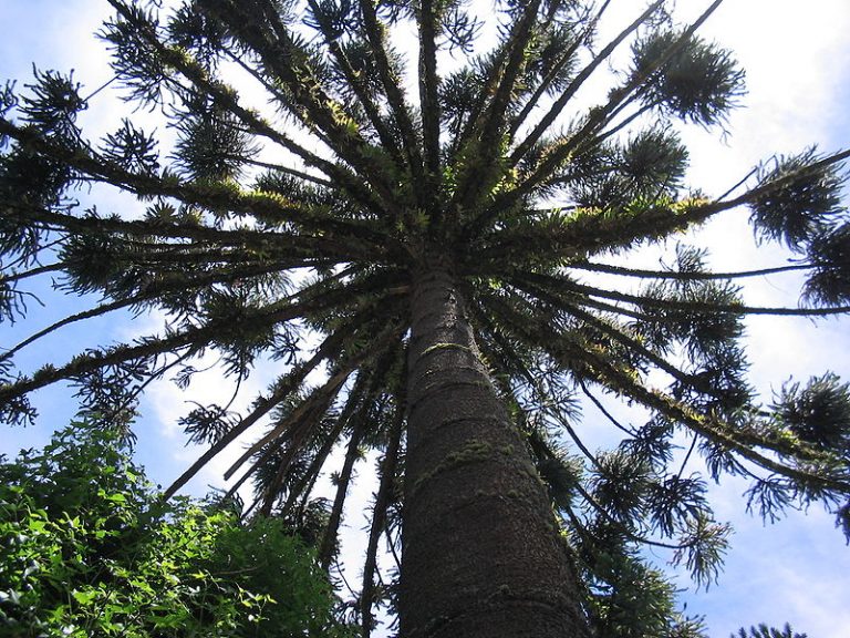 Conservación: el INTA mantiene el trabajo de investigación para el rescate de la Araucaria