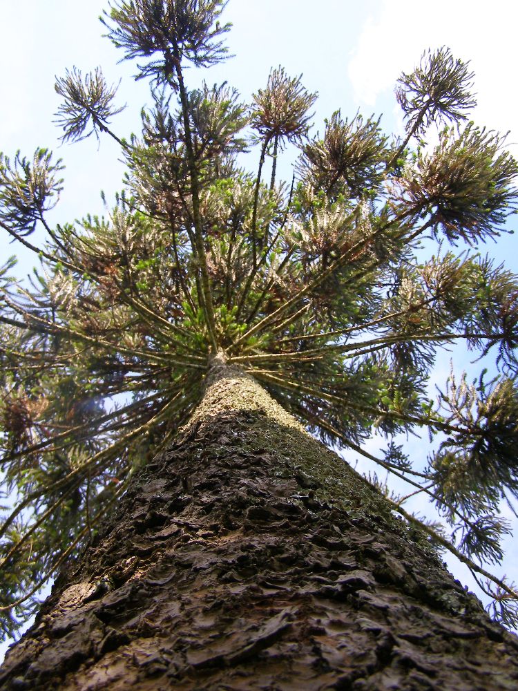 Misiones | María Elena Gauchat expondrá en el IV Seminario sobre sostenibilidad de la Araucaria en Brasil