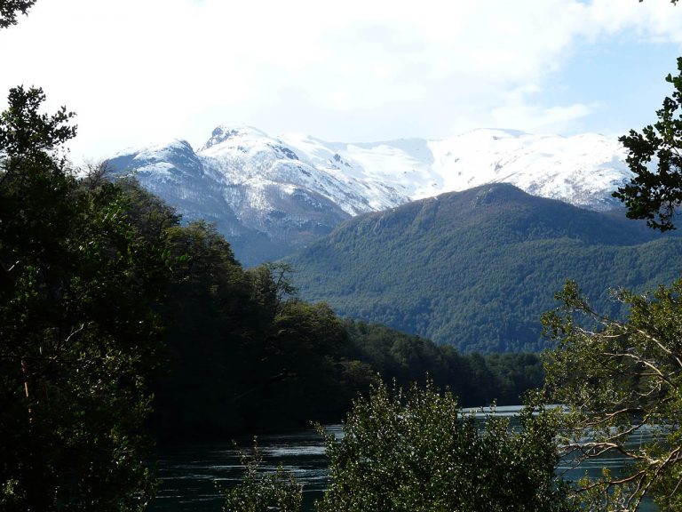 Patagónicos participan de la Plataforma ForestAr2030 para avanzar «hacia una Argentina como potencia forestal»