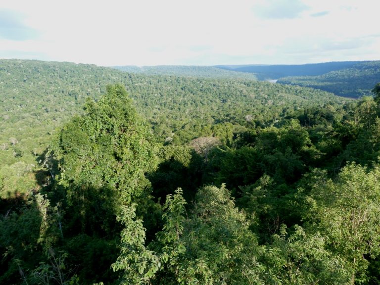 Bosques: nuestra mayor esperanza frente al calentamiento global