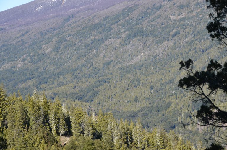 ¿Por qué dos varas para el bosque?