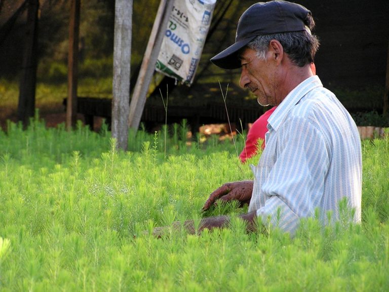 Nuevos objetivos de la Ley 25.080: financiamiento para recuperar la confianza de los productores y aumento de la superficie forestada al 2030
