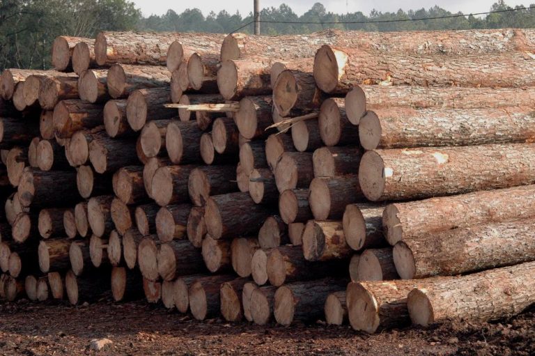 InFoPro Misiones | Precios forestales vigentes desde el 1 de enero de 2024