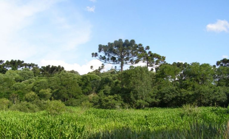 Conservación | Primeras Jornadas sobre Manejo del Bosque de Araucaria en Misiones