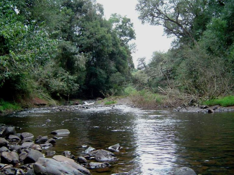 La sequía será la principal limitación de crecimiento de los bosques en el mundo