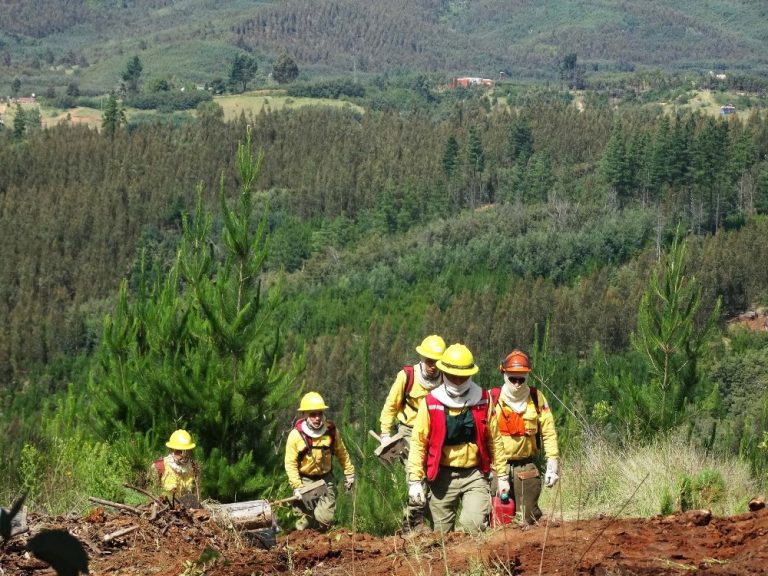 En Chile, las empresas forestales aumentaron en un 17% la dotación de brigadistas para esta temporada