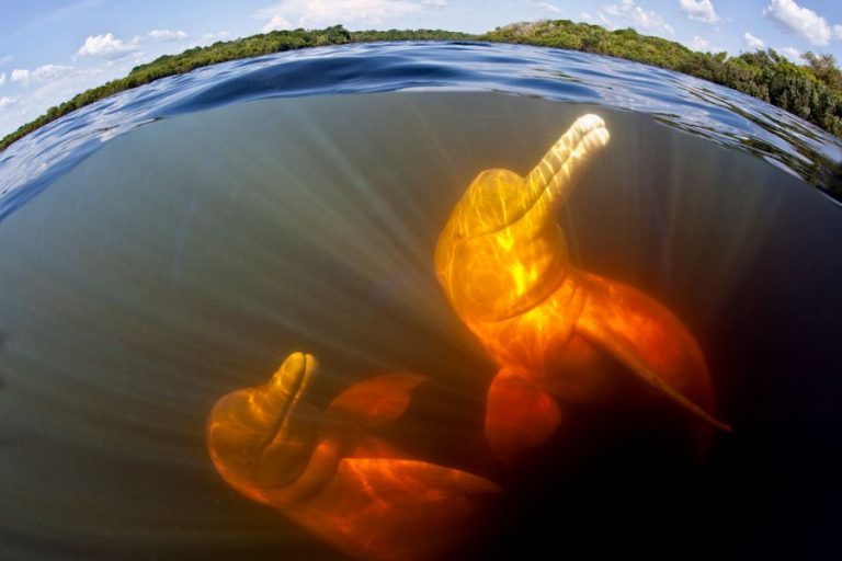 El «delfín rosado de los ríos de Sudamérica» entre las especies en peligro de extinción para la UICN