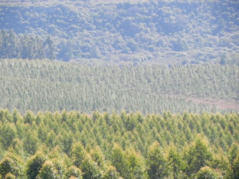Sociedad de Productores Forestales de Uruguay aclara que la actividad se desarrolló en suelos de aptitud forestal : «No se avanza sobre suelo agrícola»