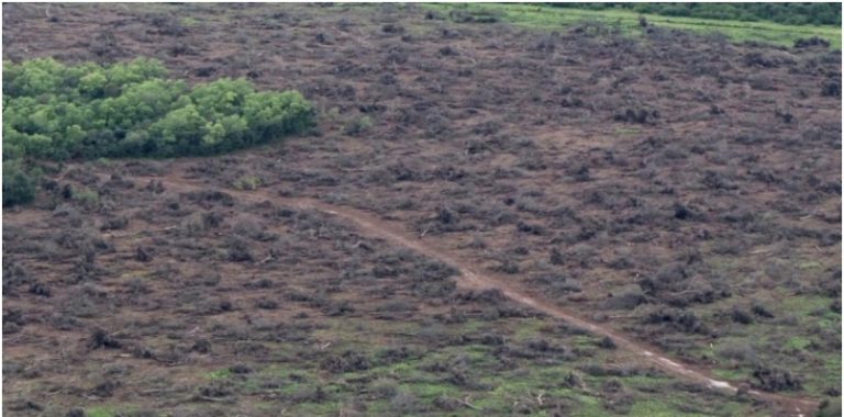 Greenpeace reclama a los gobernadores de Chaco, Salta, Formosa y Santiago del Estero que prohíban los desmontes en la región y decreten la emergencia forestal