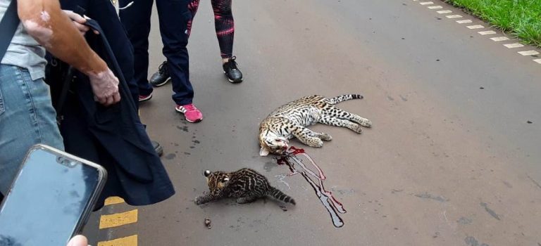 Crearon un Registro de Conductores Infractores de Fauna Nativa ante los atropellamientos en Misiones