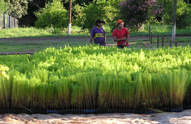 Misiones: Productores con perspectivas desalentadoras ante la caída de la actividad foresto-industrial