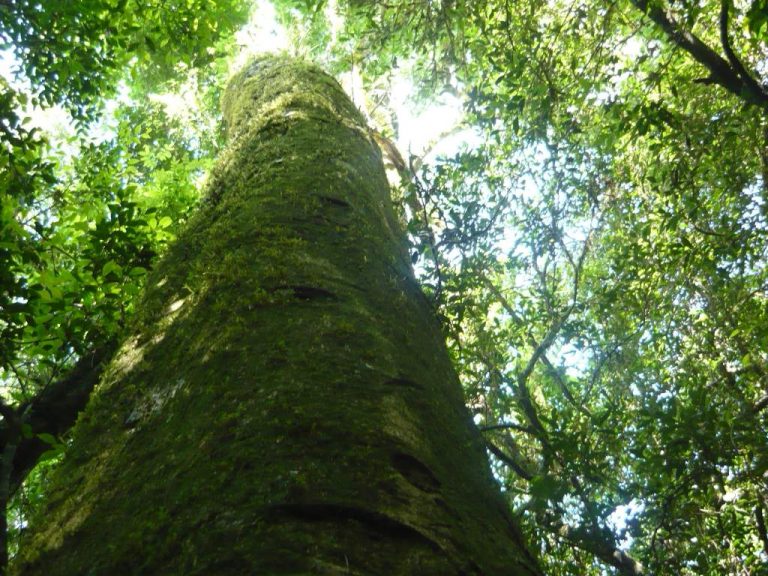Los árboles, nativos o exóticos, cumplen la función de generar oxígeno para el planeta