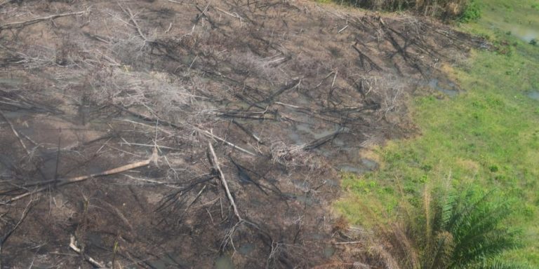 Colombia: Los bonos de carbono forestales no están donde más se deforesta