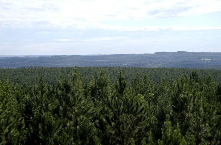 Buena noticia: Argentina estaría con un mejor posicionamiento en la región respecto al origen legal de la madera que abastecen a las Pymes foresto-industriales