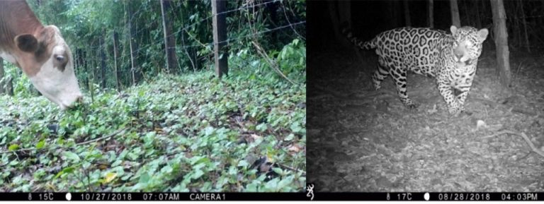 Conservación en Misiones: Andresito y Montecarlo tienen chacras demostrativas para prevenir y evitar ataques de yaguaretés a los potreros