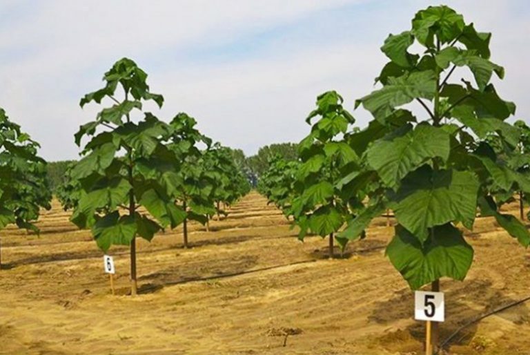 San Luis avanza en experiencias de plantaciones de kiri para mitigar los efectos del Cambio Climático