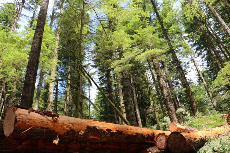España | La superficie forestal en Navarra ocupa el 59,5% de la superficie total, seguida de la agrícola con un 32,6%