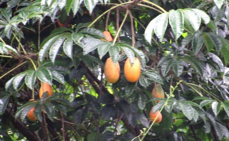 FAO: «La concentración de la producción mundial en pocos productos afecta a la biodiversidad de los suelos»